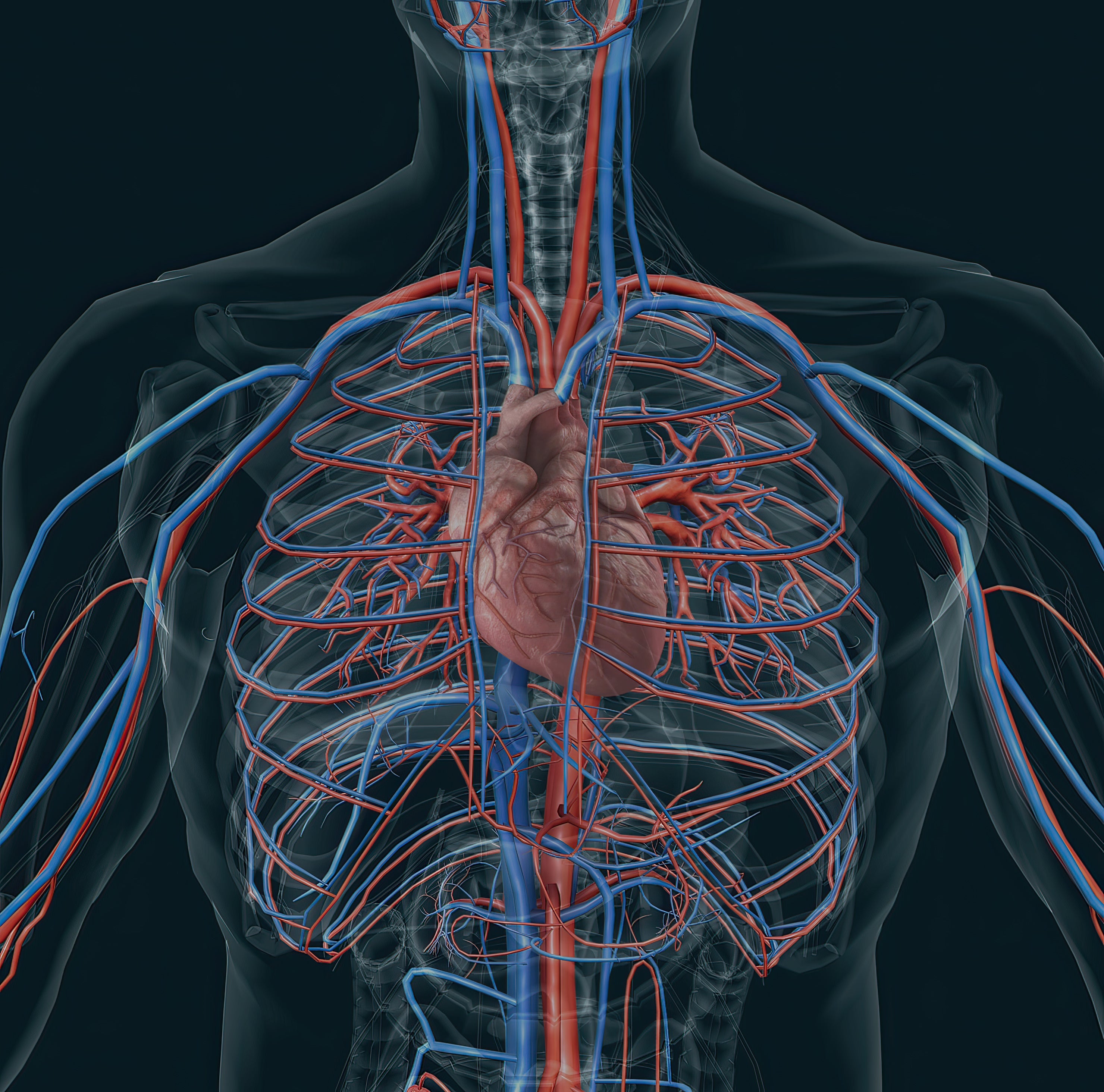 🧬 ¿Qué es el Resveratrol y por qué es un antioxidante clave?